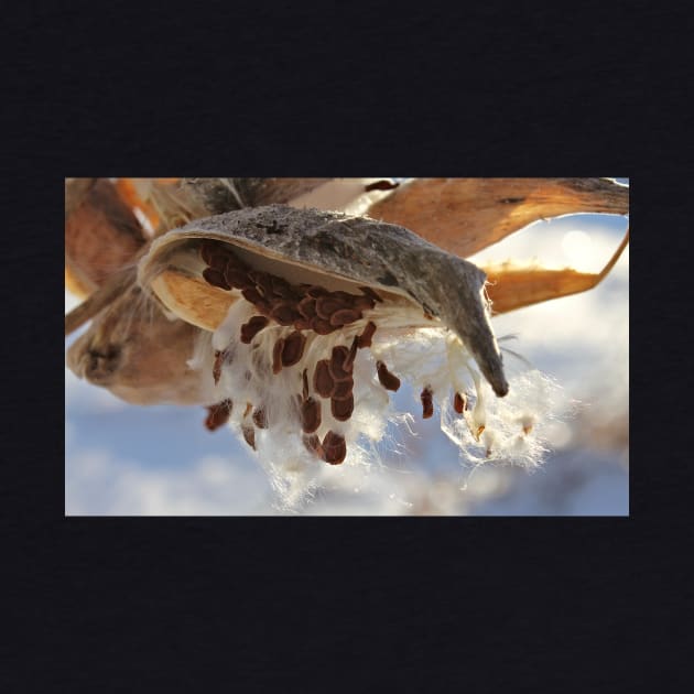 Milkweed Seed Pods in Winter by photoclique